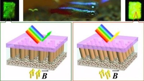  Phát triển vật liệu lấy cảm hứng từ cá thay đổi màu sắc bằng cách sử dụng vật liệu nano