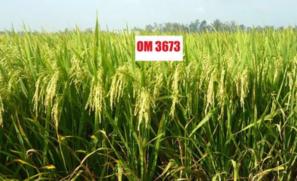 Nhà khoa học Việt tạo giống lúa chống stress