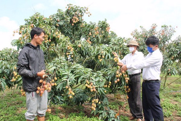 Nâng tầm vị thế cây vải chín sớm ở Đắk Lắk