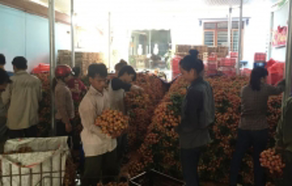 Hơn 7 tấn vải đã sang Australia
