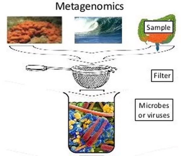 Giải trình tự hệ vi sinh môi trường không cần nuôi cấy: Sức mạnh của Metagenomics