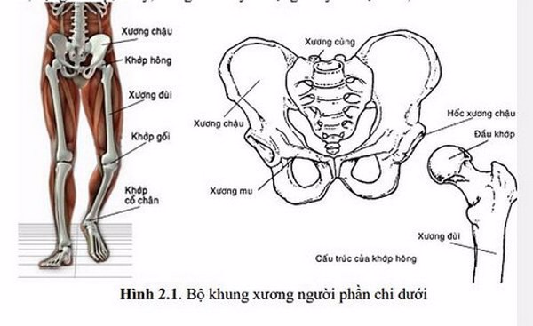 Nghiên cứu, thiết kế và chế tạo bộ thiết bị hỗ trợ lực chân cho người bị liệt, thoái hóa khớp chân