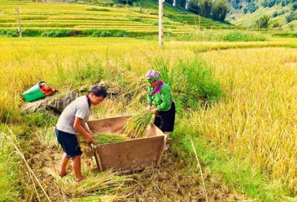 Phương pháp truy xuất nguồn gốc địa lý gạo Séng Cù