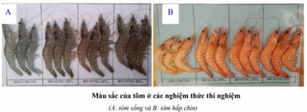 Bổ sung bí đỏ làm thức ăn cho tôm thẻ chân trắng: chất lượng tôm cải thiện và chi phí rẻ hơn