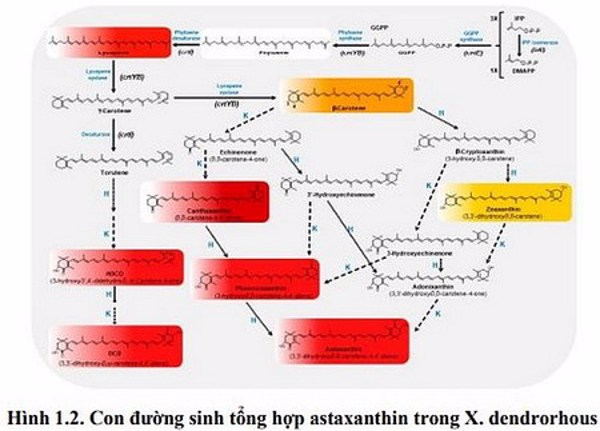 Sản xuất chế phẩm giàu astaxanthin từ nấm men Xanthophyllomyces dendrorhous ứng dụng sản xuất thực phẩm chức năng