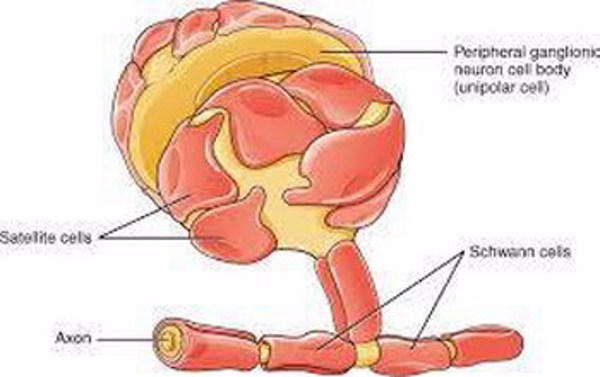 Mỹ phát triển phương pháp mới điều trị các chứng bệnh thần kinh