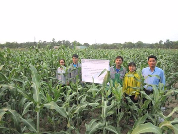 Nhóm sinh viên tạo ra giống 'siêu' cao lương bằng phép lai