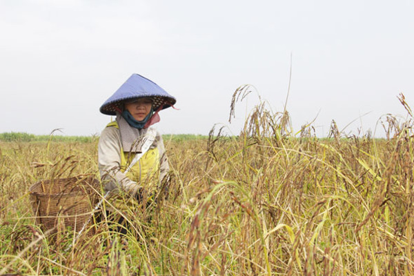 Đặc sản lúa đen ở vùng biên Ea Súp