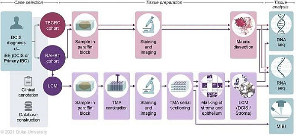 Phân loại gen mới được phát triển hỗ trợ xác định nguy cơ tiến triển tiền ung thư vú