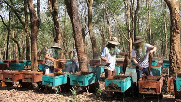 Ngành ong mật "thấp thỏm" với thị trường xuất khẩu Hoa Kỳ