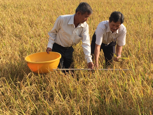 Lúa hữu cơ - Mô hình cần nhân rộng