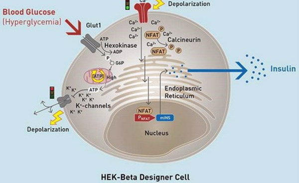 Các nhà khoa học Đức đã phát triển thành công tế bào beta nhân tạo