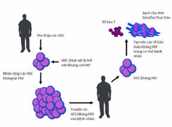 Sử dụng HSC - Hướng tiếp cận mới trong chữa trị HIV