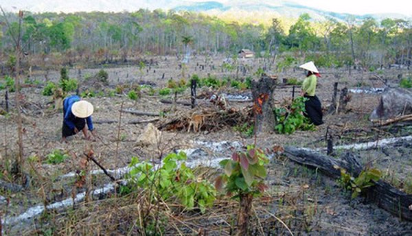 Xử lý đất lâm nghiệp bị lấn chiếm vẫn còn nhiều khó khăn