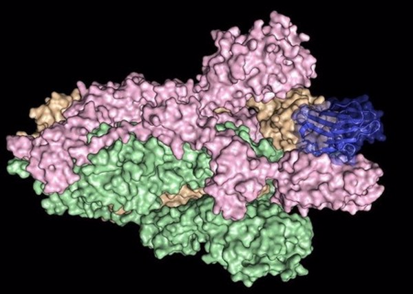 Phát hiện loại kháng thể đầu tiên có khả năng vô hiệu hóa virus corona