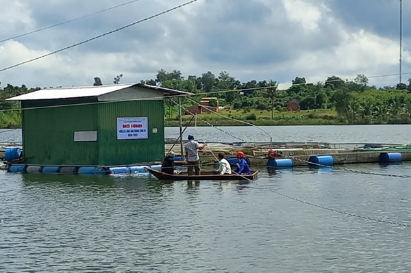 Mô hình nuôi cá lăng nha trong lồng bè trên hồ chứa tại xã Cư ni, huyện Ea Kar, tỉnh Đắk Lắk