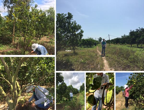 Thu thập, đánh giá và định hướng ứng dụng nguồn gen vi sinh vật bảo vệ thực vật (vi sinh vật gây hại và vi sinh vật có ích) trên cây ăn quả tại tỉnh Đắk Lắk
