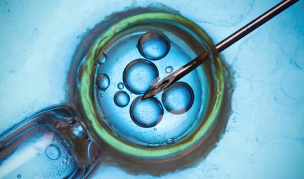 Thụ tinh ống nghiệm từ tế bào da: Cơ hội cho người vô sinh