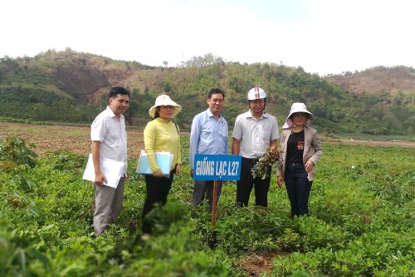 Kiểm tra tiến độ thực hiện đề tài “Xây dựng mô hình trồng giống Lạc L27, L20 và L23 năng suất cao tại huyện Krông Bông”