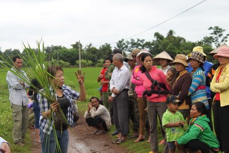 Thạc sĩ Hồ Thị Cẩm Lai, Chủ nhiệm đề tài hướng dẫn chương trình quản lý dịch hại tổng hợp IPM cho bà con