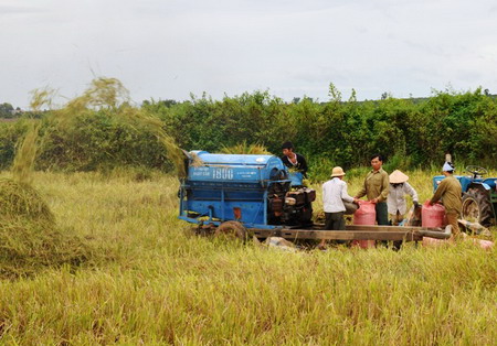 Thu hoạch lúa tại huyện Ea Súp