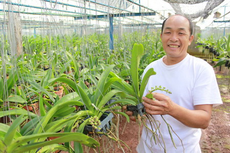 Mô hình trồng hoa phong lan nghinh xuân trong nhà lưới của một hộ dân tại huyện Cư M’gar.