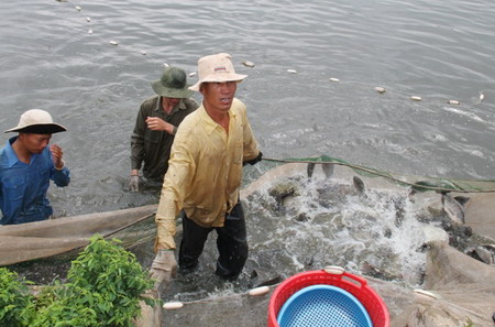 Nông dân xã Ea Kao (TP. Buôn Ma Thuột) thu hoạch cá