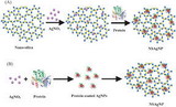 Tổng hợp các hạt nano bạc trên nền nano silic (NSAgNP) bằng công nghệ tách chiết protein
