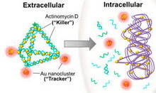 Nanopyramid ADN được hình thành trong quá trình tự lắp ráp và được biến đổi để mang Actinomycin D và các chùm nano vàng, có tác dụng tìm kiếm và tiêu diệt các tế bào vi khuẩn.