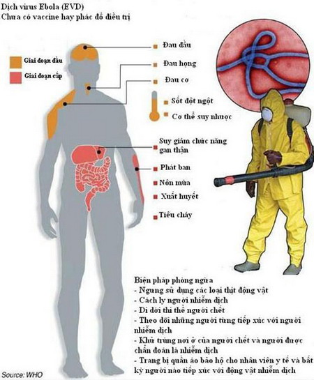 Mô phỏng tác động của virus Ebola đến cơ thể người.