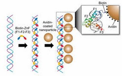 Sơ đồ bắt chước công nghệ sản xuất NPCs bằng protein Zinc Finger bám vào ADN