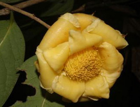 Loài Camellia bugiamapensis Orel, Curry, Luu & Q. D. 