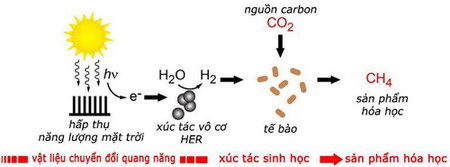 Sơ đồ nguyên tắc phản ứng của lá nhân tạo.