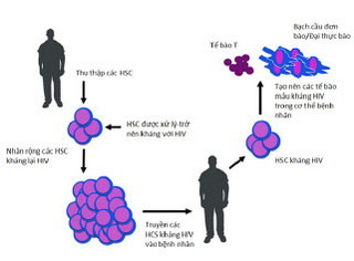 Hình 1: miễn dịch nội bào với HSC biến đổi gen Các HSC đa dòng sống lâu, có khả năng tự đổi mới có thể được biến đổi, từ đó trở nên miễn nhiễm với virus HIV. Cơ thể vật chủ sau đó sẽ được tái tạo với hệ thống tạo máu mới (bao gồm các tế bào T CD4+ và các đích của HIV trong tủy xương) có khả năng kháng lại sự nhân lên và lan rộng của virus HIV