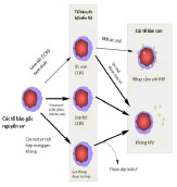 Hình 2: các phương pháp tiếp cận trong biến đổi các tế bào gốc máu trở nên kháng với virus HIV CCR5 bị ức chế tạm thời hay lâu dài đều có thể đạt được bằng cách sử dụng các vector không tích hợp. Ngược lại, sự biểu hiện của các yếu tố kháng HIV lâu bền lại đòi hỏi sử dụng các hệ vector tích hợp. Trong những năm gần đây, độ an toàn của phương pháp sử dụng vector tích hợp đã tăng lên đáng kể với sự phát triển của vector lentivirus và bọt virus (các mũi tên đậm chỉ kết quả đáng mong đợi. Mũi tên nhạt hơn chỉ kết quả kém mong đợi)