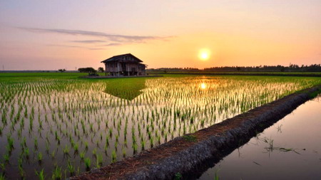 Trung Quốc vừa tạo ra thành công giống lúa mới trồng được trong nước mặn ở gần biển.