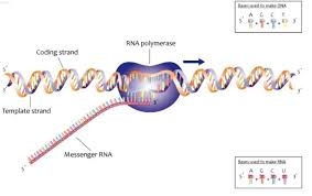 Một khi đưa được mRNA vào phổi, có thể buộc các tế bào sản xuất ra protein cần thiết để trị bệnh hen xuyễn 