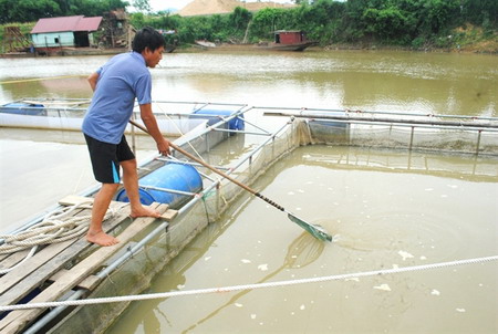 Nuôi cá lồng bè trên sông Bứa