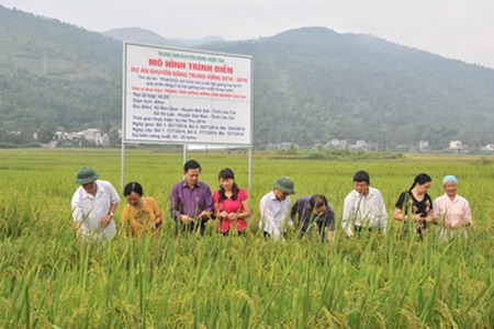 Trung tâm Khuyến nông quốc gia khảo sát một số mô hình nghiên cứu giống lúa F1 tại miền Bắc.