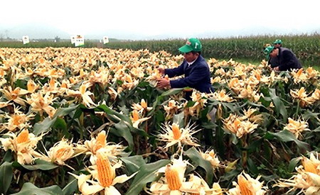 Một ruộng ngô biến đổi gien trên đồng ruộng miền Trung