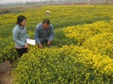 Kiểm tra nguyên liệu hoa cúc