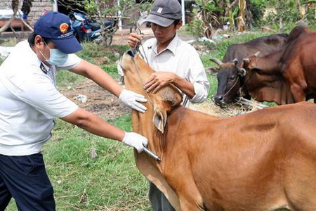 Việc tự sản xuất được vaccine LMLM sẽ giúp ngành nông nghiệp nâng cao chất lượng và giảm giá thành trong chăn nuôi.