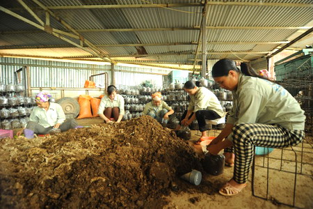 Chỉ có một phần nhỏ lõi ngô được sử dụng làm giá thể trồng nấm.