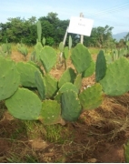 Giống xương rồng Nopal Tai Voi