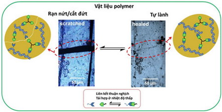 Để tạo ra khả năng “tự lành” cho vật liệu, các liên kết cộng hóa trị thuận nghịch Diels-Alder sẽ được dùng làm cầu nối mạng cho các mạch polydimethylsiloxane và polycaprolactone.