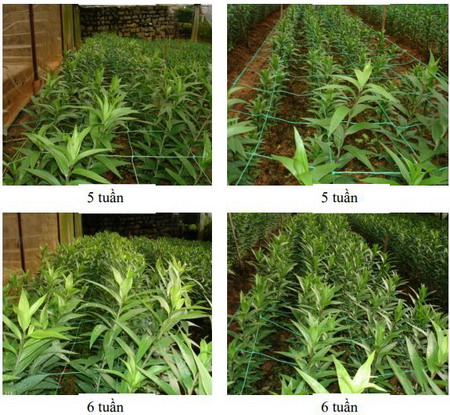 Thử nghiệm đồng ruộng gel GAM-Sorb S cho Hoa Lili, Đà Lạt